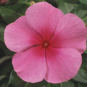Vinca Sunstorm Rose with Eye Seeds - 100 Pink Flower Seeds Outdoor - Image 1