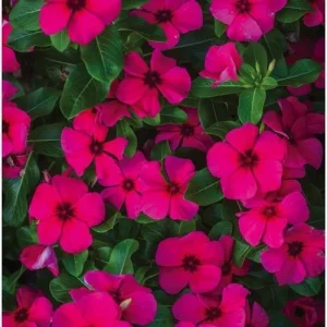 Vinca Tattoo Raspberry Seeds - 500 Count - Purple Flowering Annual - Full Sun Outdoor - Image 3
