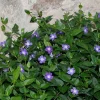 Vinca Vine (Periwinkle) Bare-root Plant – Shade-Loving Ground Cover – 3-6 Inches Tall - Image 1