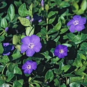 Vinca Vine (Periwinkle) Bare-root Plant – Shade-Loving Ground Cover – 3-6 Inches Tall - Image 3