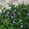 Vinca Vine (Periwinkle) Live Plant – 3.5 in Pot Ground Cover – Outdoor - Image 1