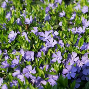 Vinca Vine (Periwinkle) Live Plant – 3.5 in Pot Ground Cover – Outdoor - Image 2