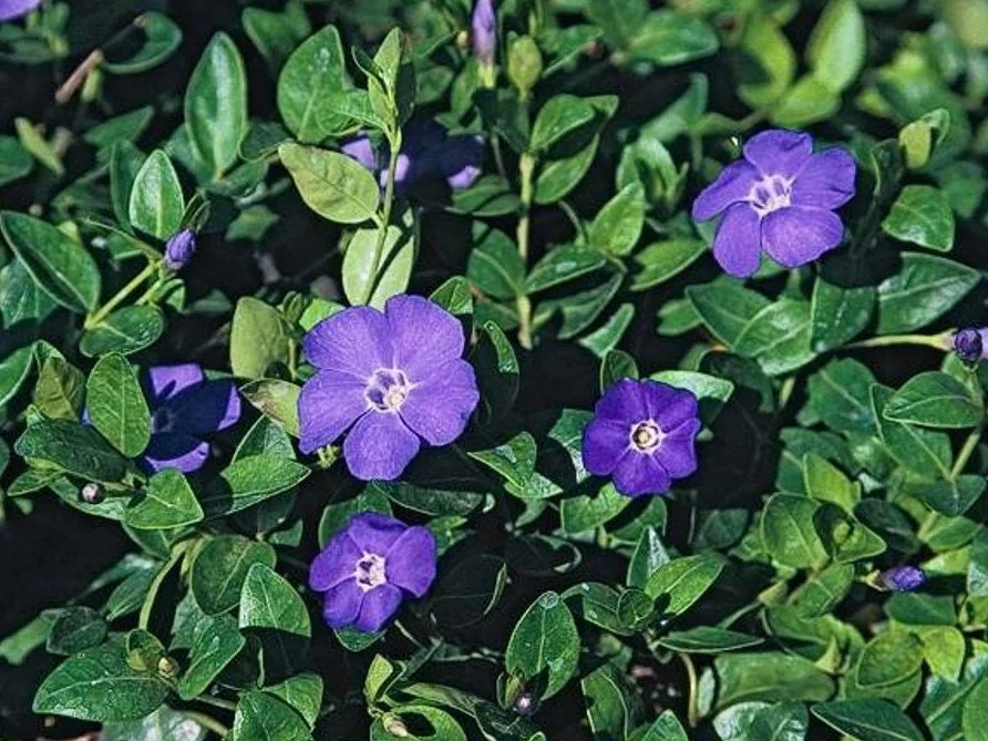 Vinca Vine (Periwinkle) Live Plant – 3.5 in Pot Ground Cover – Outdoor - Image 3
