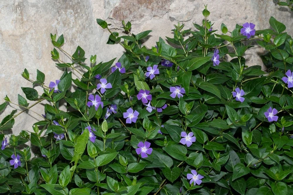 Vinca Vine (Periwinkle) Live Plant – 3.5 in Pot Ground Cover – Outdoor - Image 1
