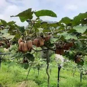 Vincent Kiwi Female Live Plant - Actinidia deliciosa 'Vincent' - Starter Plug - Image 3