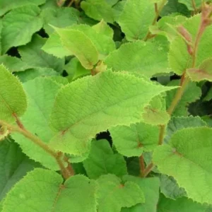 Vincent Kiwi Female Live Plant - Actinidia deliciosa 'Vincent' - Starter Plug - Image 4