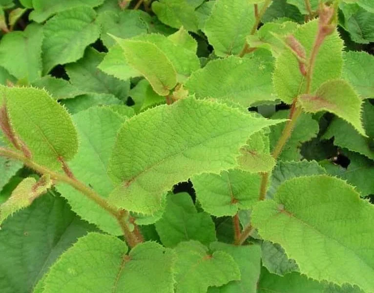 Vincent Kiwi Female Live Plant - Actinidia deliciosa 'Vincent' - Starter Plug - Image 8