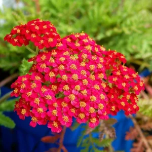 Vintage Red Yarrow Perennial Live Plant - Edible - 6+ Inches - Set of 2 - Image 2