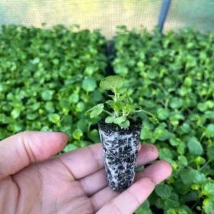 Viola Ballerina Mix Live Plug Plants - Cold-Hardy Flowering Perennial - Image 2