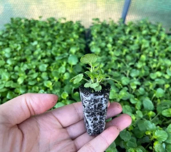 Viola Ballerina Mix Live Plug Plants - Cold-Hardy Flowering Perennial - Image 2