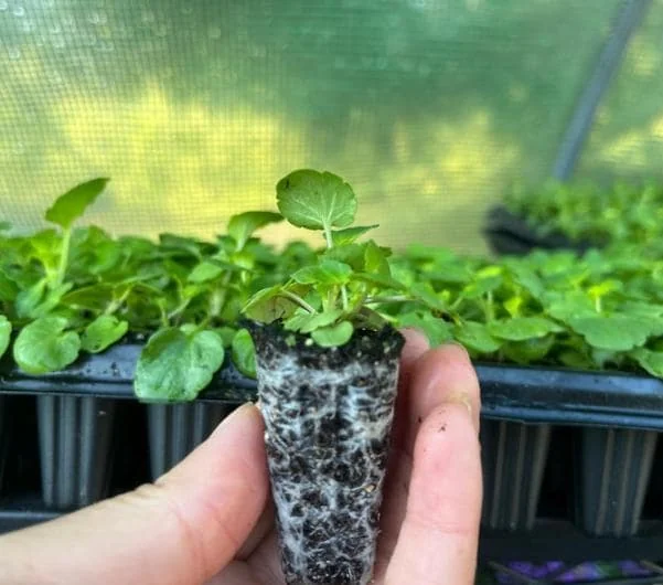 Viola Ballerina Mix Live Plug Plants - Cold-Hardy Flowering Perennial - Image 3