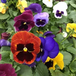 Viola Ballerina Mix Live Plug Plants - Cold-Hardy Flowering Perennial - Image 1