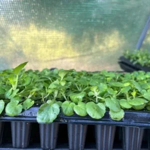 Viola Ballerina Mix Live Plug Plants - Cold-Hardy Flowering Perennial - Image 4