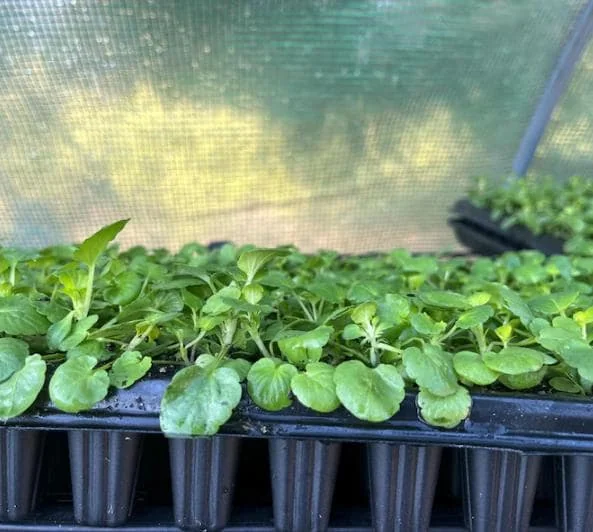 Viola Ballerina Mix Live Plug Plants - Cold-Hardy Flowering Perennial - Image 4