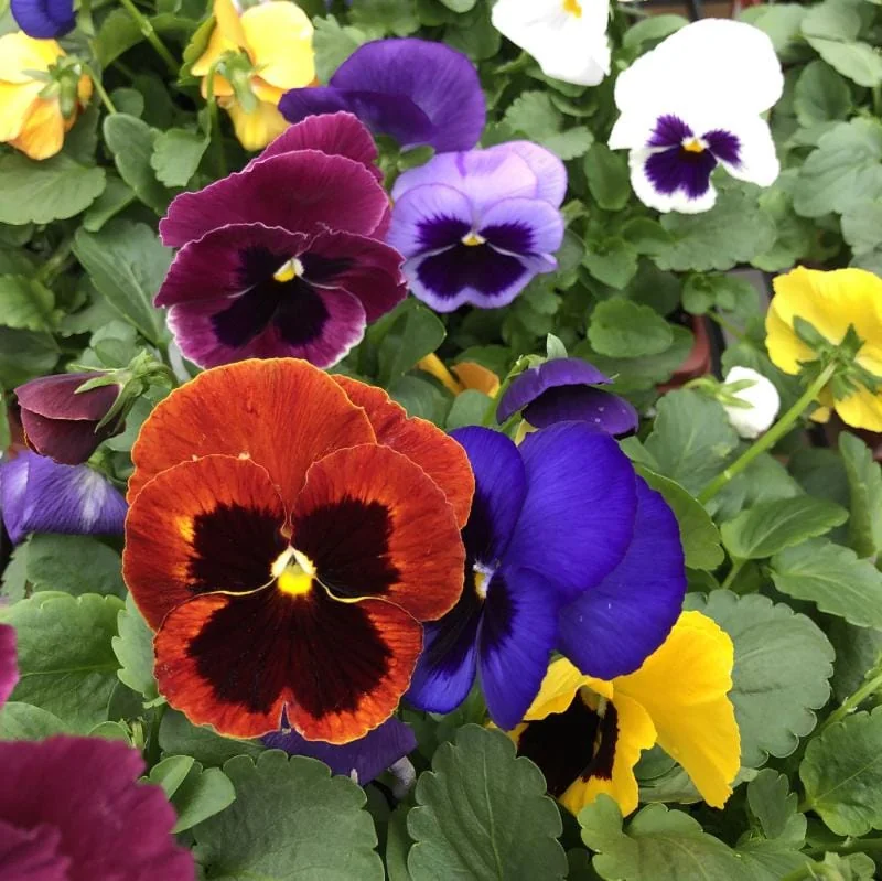 Viola Ballerina Mix Live Plug Plants - Cold-Hardy Flowering Perennial - Image 1