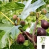 Violette de Bordeaux Fig Live Plant – Dwarf Fig Tree – 1-2 Feet Tall – 6 Inch Pot - Image 1