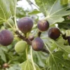 Violette de Bordeaux Fig Tree Starter Plug - Dwarf, Sweet Fruit - Image 1