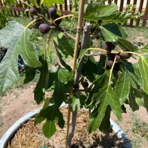 Violette de Bordeaux Fig Tree Starter Plug - Dwarf, Sweet Fruit - Image 7