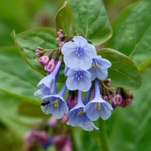 Virginia Bluebell Bare Root - Set of 5 - Mertensia virginica - Outdoor Perennial Flower - Image 2
