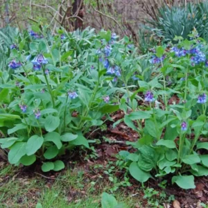 Virginia Bluebell Bare Root - Set of 5 - Mertensia virginica - Outdoor Perennial Flower - Image 3