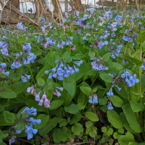 Virginia Bluebell Bare Root - Set of 5 - Mertensia virginica - Outdoor Perennial Flower - Image 4