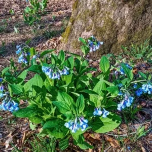 Virginia Bluebell Bare Root - Set of 5 - Mertensia virginica - Outdoor Perennial Flower - Image 5