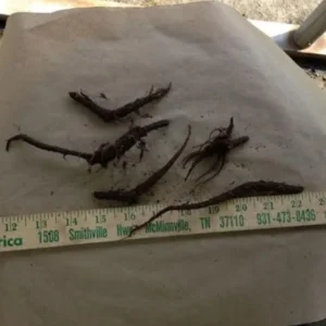 Virginia Bluebell Bare Root - Set of 5 - Mertensia virginica - Outdoor Perennial Flower - Image 6