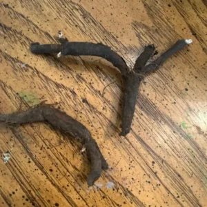 Virginia Bluebell Bare Root - Set of 5 - Mertensia virginica - Outdoor Perennial Flower - Image 7