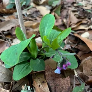 Virginia Bluebell Bare Root - Set of 5 - Mertensia virginica - Outdoor Perennial Flower - Image 9