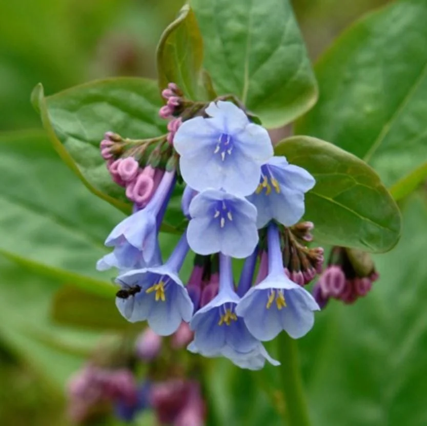 Virginia Bluebell Bare Roots - Set of 10 - Mertensia virginica - Perennial Woodland Flowers - Image 1