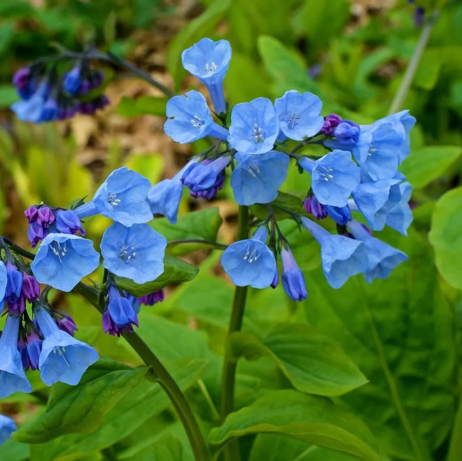 Virginia Bluebell Bare Roots - Set of 10 - Mertensia virginica - Perennial Woodland Flowers - Image 2