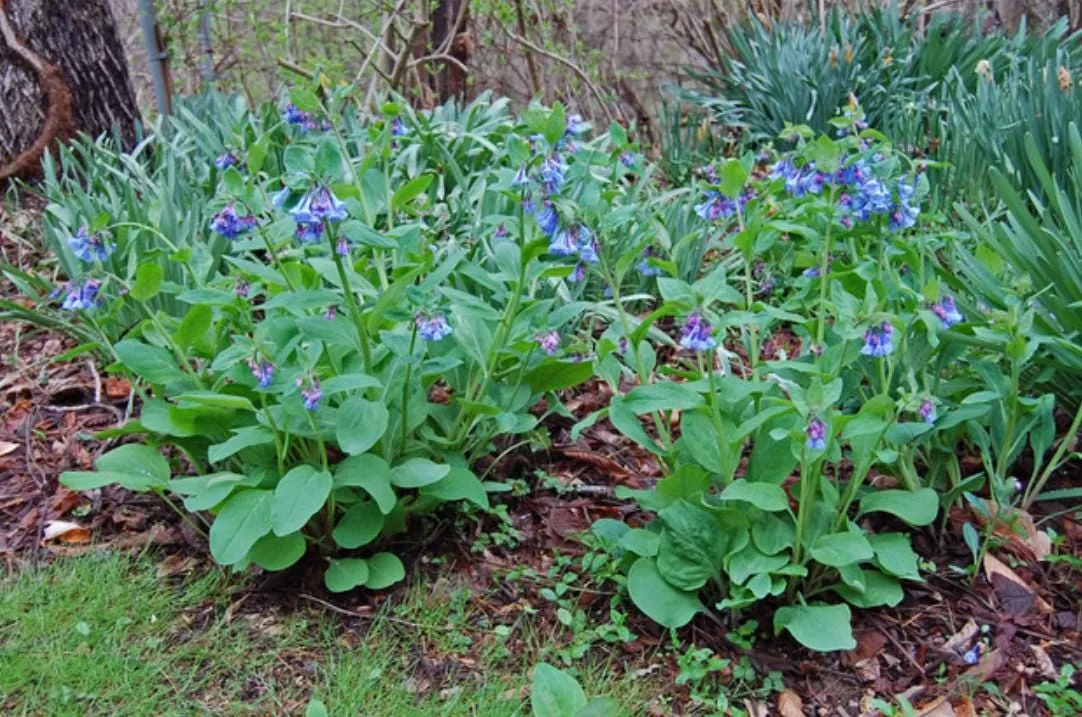 Virginia Bluebell Bare Roots - Set of 10 - Mertensia virginica - Perennial Woodland Flowers - Image 3