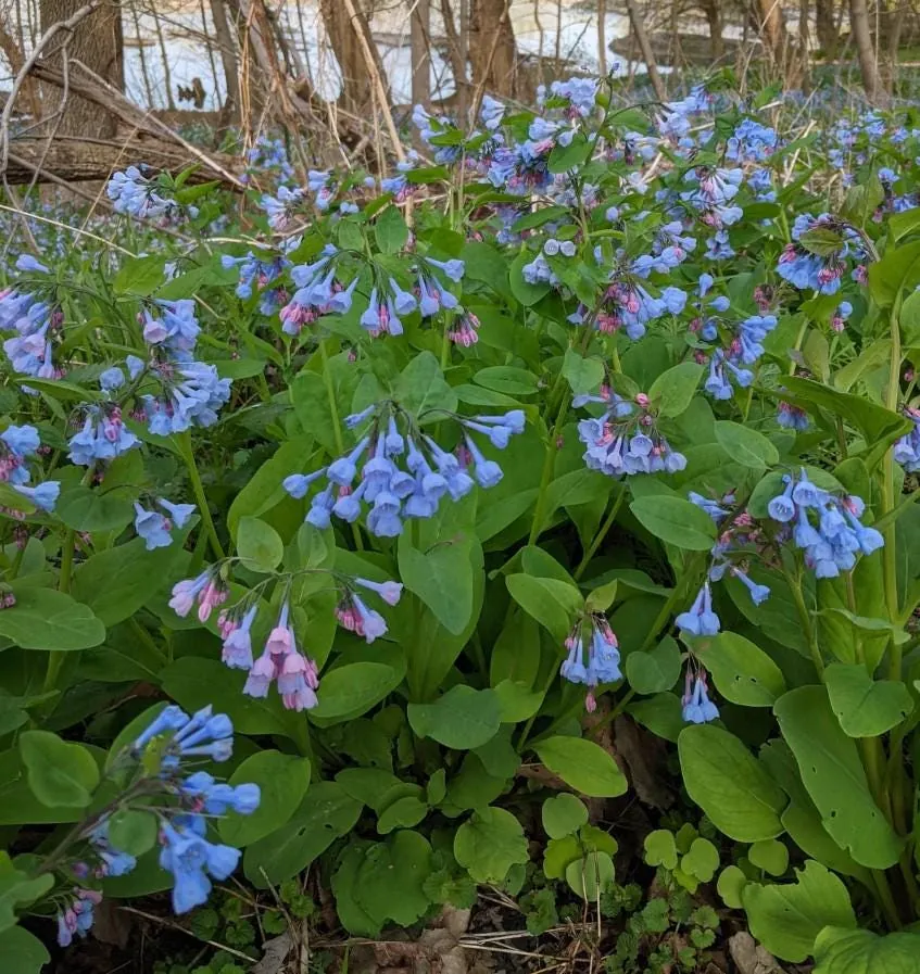 Virginia Bluebell Bare Roots - Set of 10 - Mertensia virginica - Perennial Woodland Flowers - Image 4