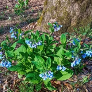 Virginia Bluebell Bare Roots - Set of 10 - Mertensia virginica - Perennial Woodland Flowers - Image 5