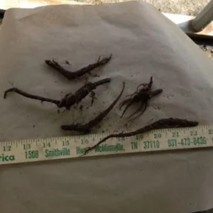 Virginia Bluebell Bare Roots - Set of 10 - Mertensia virginica - Perennial Woodland Flowers - Image 6