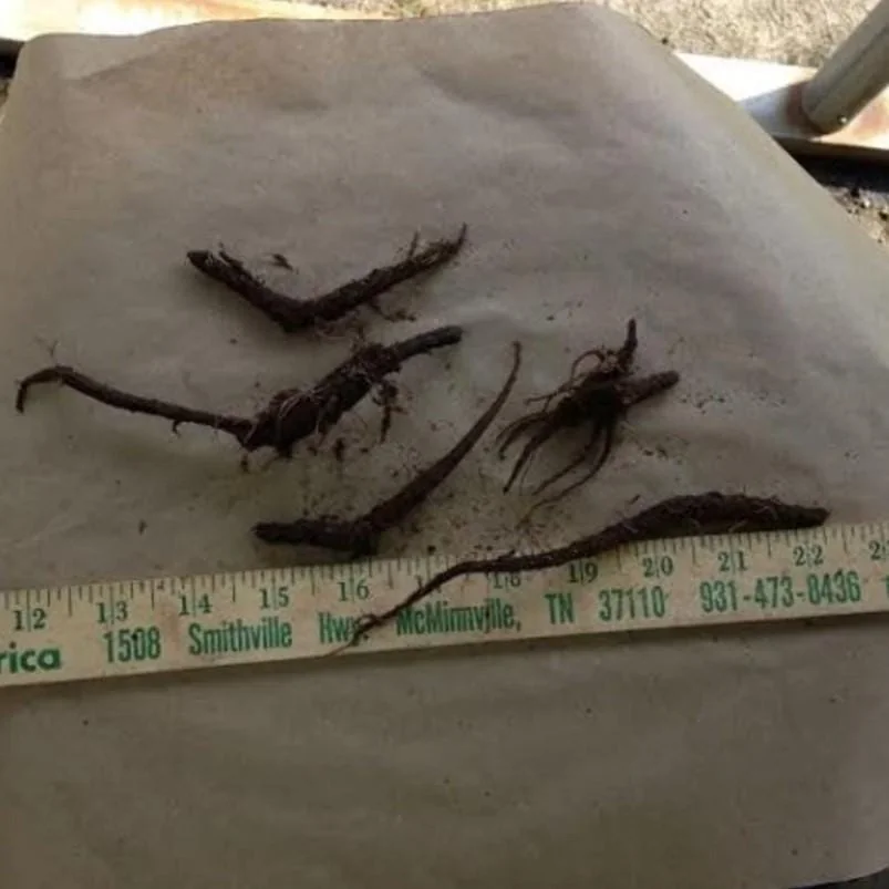 Virginia Bluebell Bare Roots - Set of 10 - Mertensia virginica - Perennial Woodland Flowers - Image 6