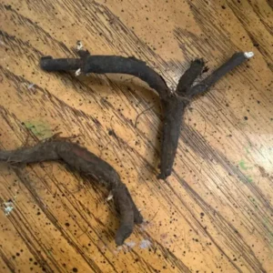 Virginia Bluebell Bare Roots - Set of 10 - Mertensia virginica - Perennial Woodland Flowers - Image 7