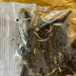 Virginia Bluebell Bare Roots - Set of 10 - Mertensia virginica - Perennial Woodland Flowers - Image 8