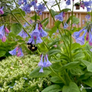 Virginia Bluebells Bulbs (Mertensia virginica) - Bare Root Perennial Flower - Image 4
