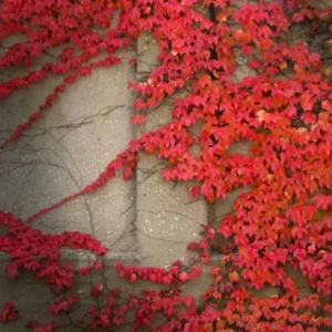 Virginia Creeper Live Plant – Perennial Hardy Vine – Wall Cover – Indoor/Outdoor - Image 2