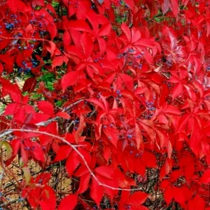 Virginia Creeper Live Plant – Perennial Hardy Vine – Wall Cover – Indoor/Outdoor - Image 3