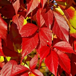Virginia Creeper Live Plant – Perennial Hardy Vine – Wall Cover – Indoor/Outdoor - Image 4