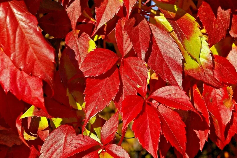 Virginia Creeper Live Plant – Perennial Hardy Vine – Wall Cover – Indoor/Outdoor - Image 4