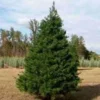 Virginia Pine Tree Live Plant – Pinus virginiana – 10 Inches Tall – Outdoor - Image 1