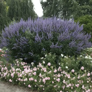 Vitex Chaste Tree Live Plant – 2 Pack – 4 inch Container – Outdoor Shrub - Image 2