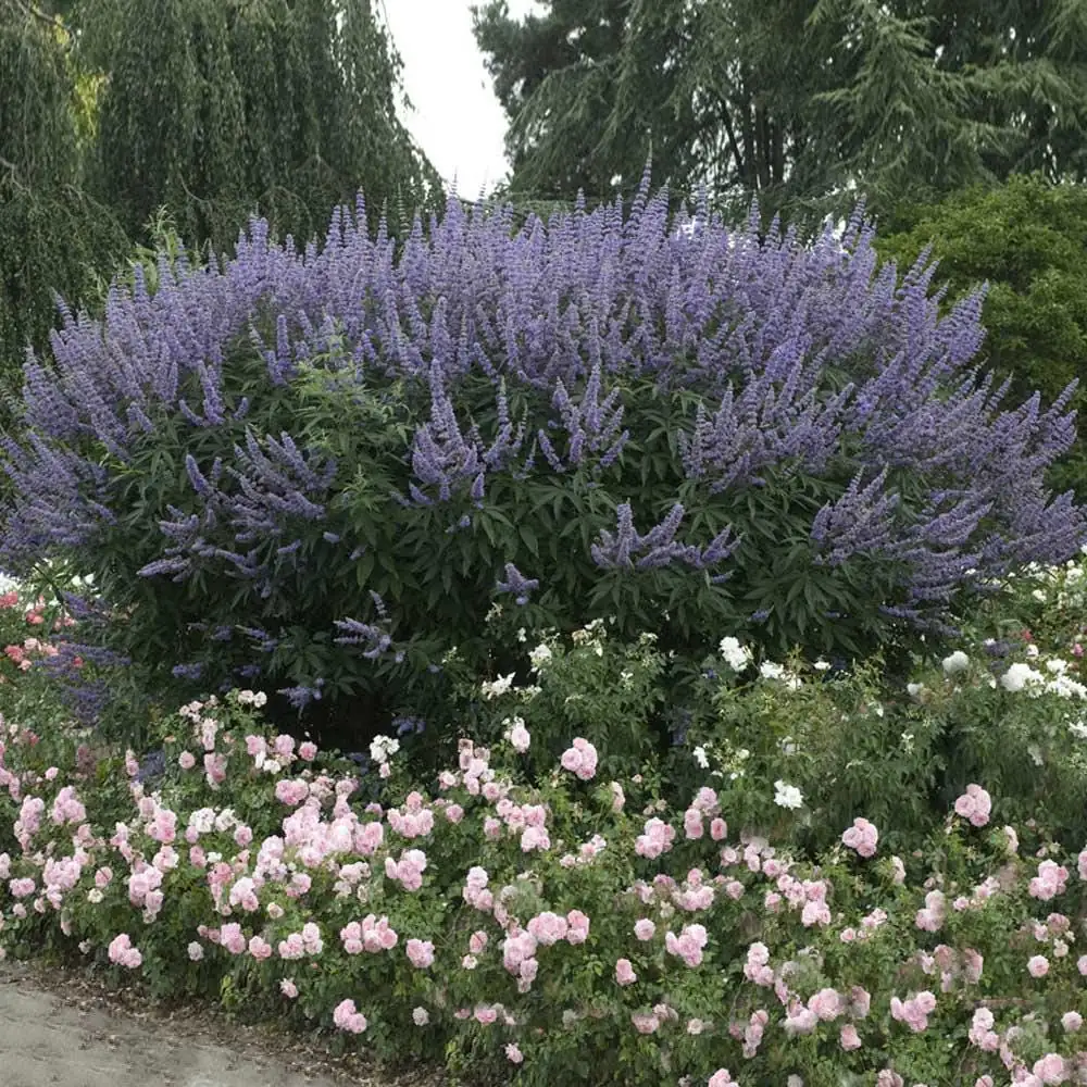 Vitex Chaste Tree Live Plant – 2 Pack – 4 inch Container – Outdoor Shrub - Image 2