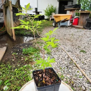 Vitex Chaste Tree Live Plant – 2 Pack – 4 inch Container – Outdoor Shrub - Image 3