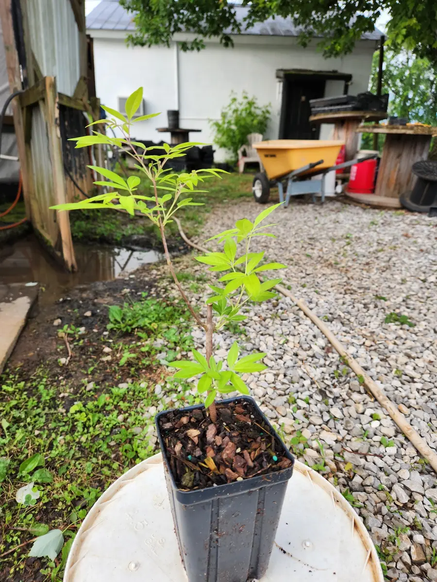 Vitex Chaste Tree Live Plant – 2 Pack – 4 inch Container – Outdoor Shrub - Image 3