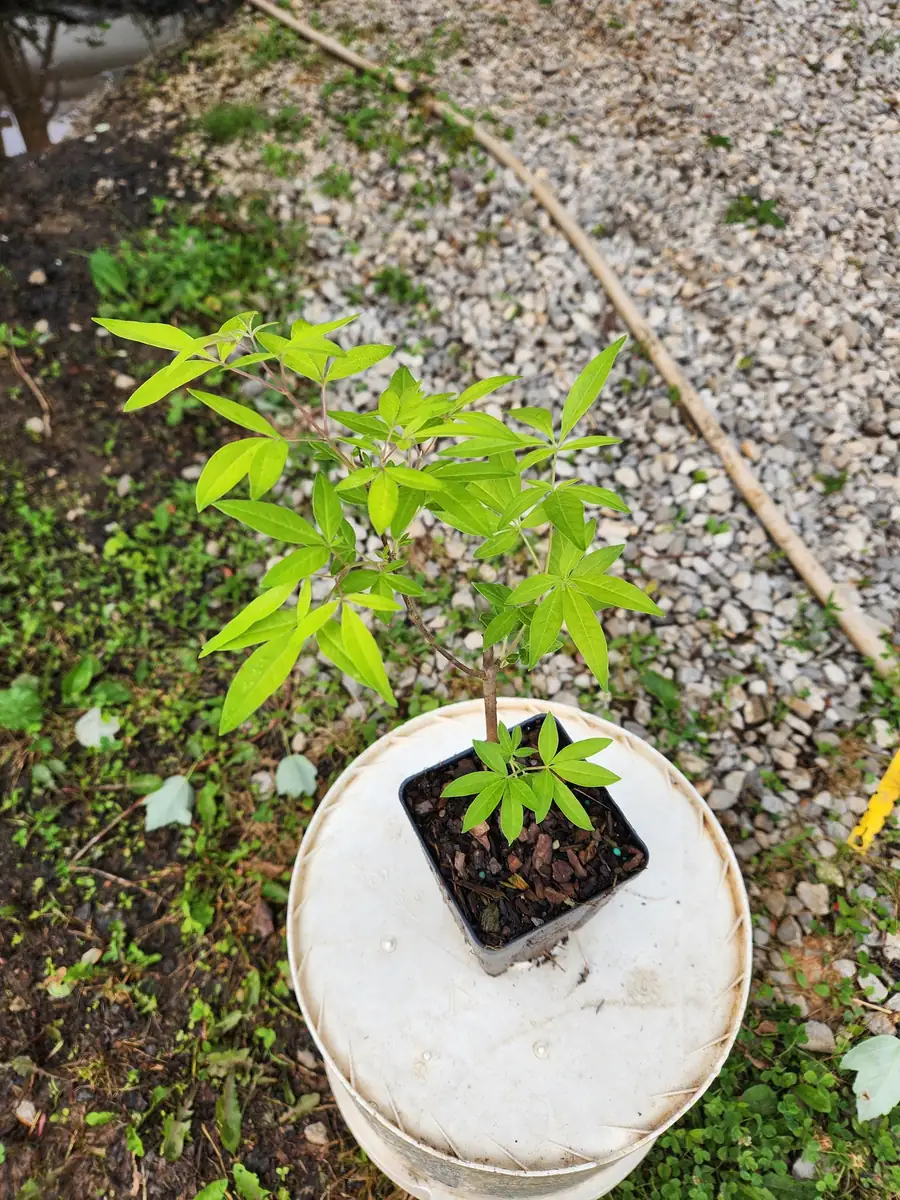 Vitex Chaste Tree Live Plant – 2 Pack – 4 inch Container – Outdoor Shrub - Image 4