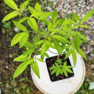 Vitex Chaste Tree Live Plant – 2 Pack – 4 inch Container – Outdoor Shrub - Image 5